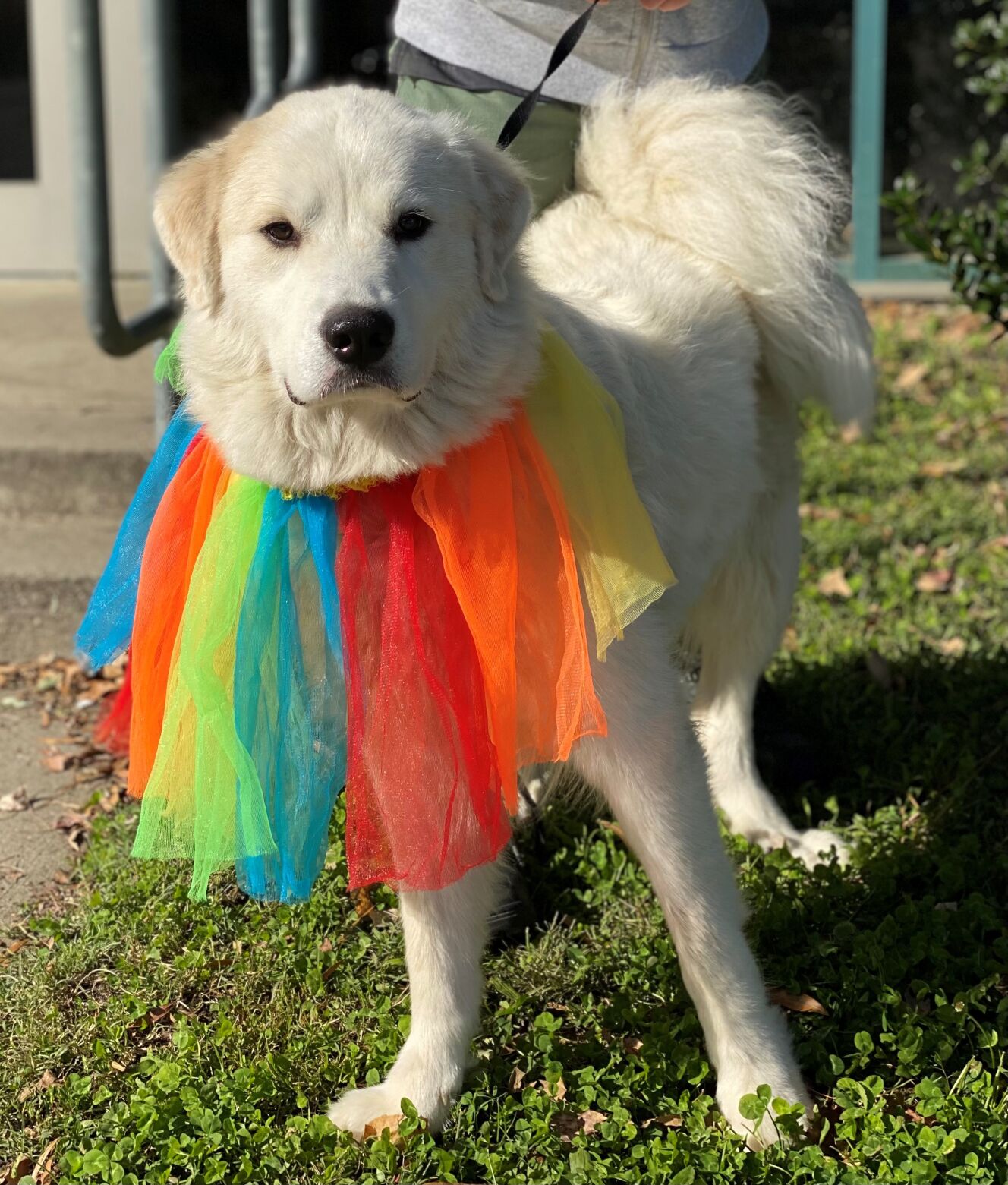 Nilla2.jpg